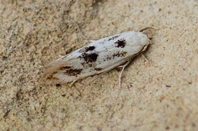 Elachista maculicerusella