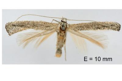 Mondeguina mediterranella