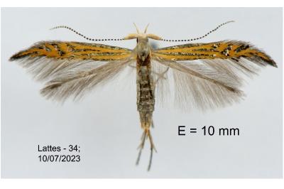 Coleophora limoniella
