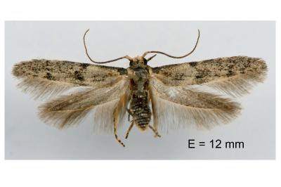 Blastobasis phycidella