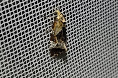 Phtheochroa vulneratana