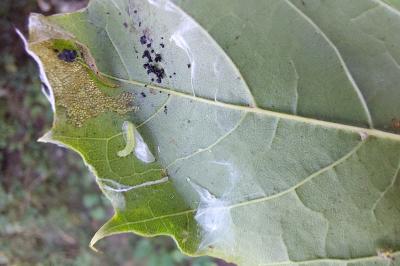 Caloptilia
