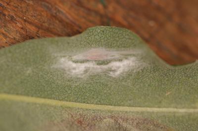 Leucoptera laburnella