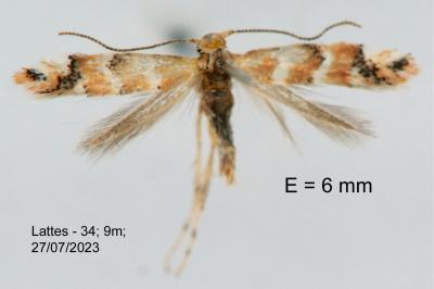 Phyllonorycter