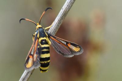 Bembecia iberica