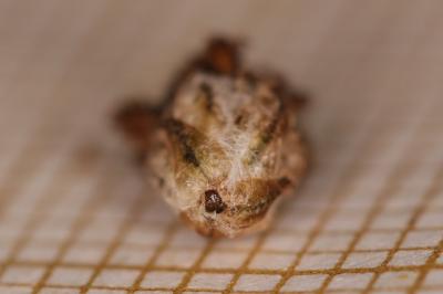 Coleophora artemisicolella