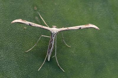 Emmelina monodactyla