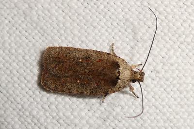 Agonopterix oinochroa