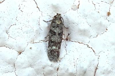 Caryocolum alsinellum