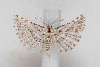 Alucita palodactyla
