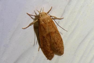 Blastobasis lacticolella