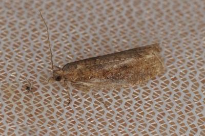Epinotia sordidana