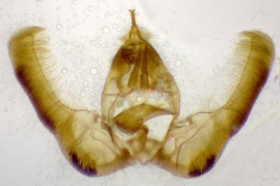 Epinotia sordidana