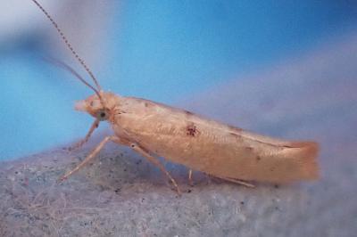 Ypsolopha alpella