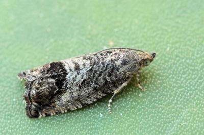 Cydia splendana