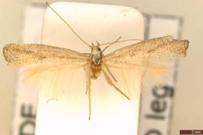 Mondeguina atlanticella