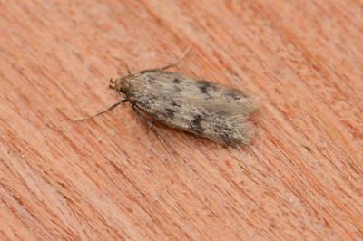 Borkhausenia nefrax