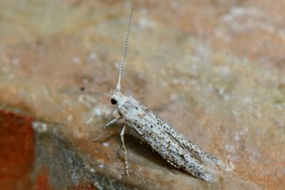 Coleophora afrosarda