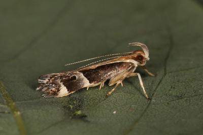 Helcystogramma lamprostoma
