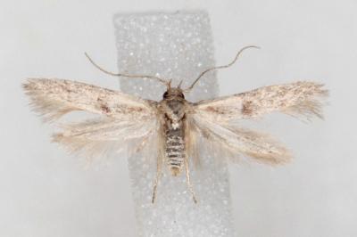 Blastobasis phycidella