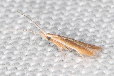 Coleophora adjectella