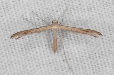 Stenoptilia grisescens