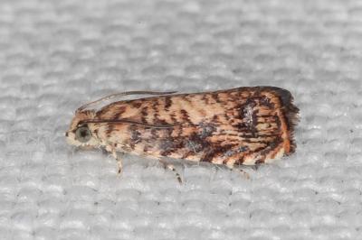 Pammene gallicolana
