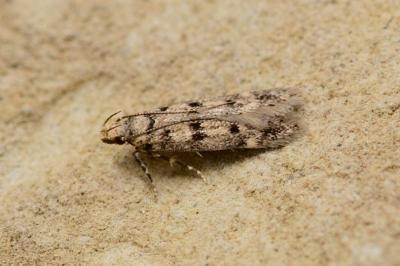Bryotropha domestica