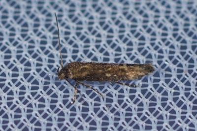 Mompha jurassicella