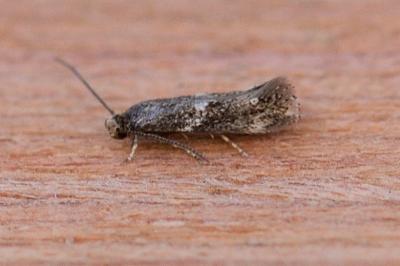 Elachista consortella