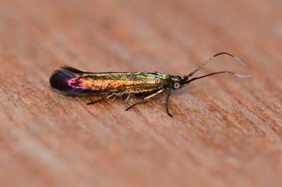 Coleophora alcyonipennella