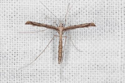 Agdistis satanas