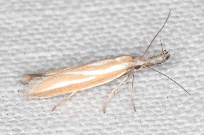 Pleurota