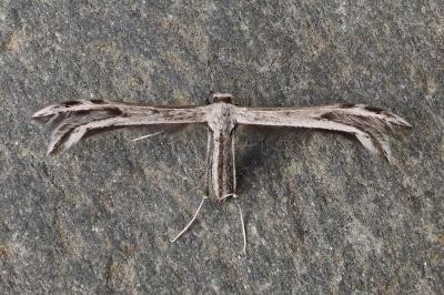Calyciphora adamas