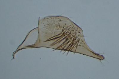 Triaxomasia caprimulgella