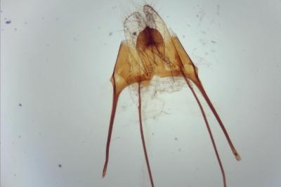 Anacampsis populella