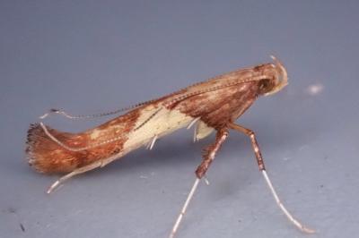 Caloptilia hauderi