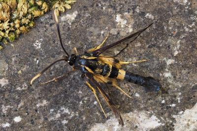 Synanthedon mesiaeformis