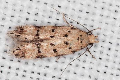Pseudotelphusa occidentella