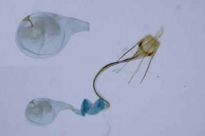 Coleophora tamesis