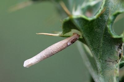 Coleophora peribenanderi
