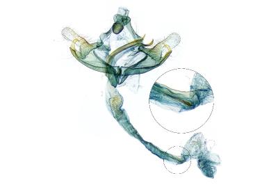 Coleophora peribenanderi