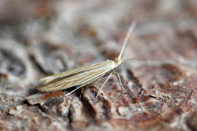 Coleophora peribenanderi