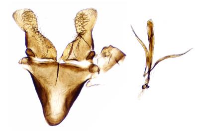 Incurvaria koerneriella