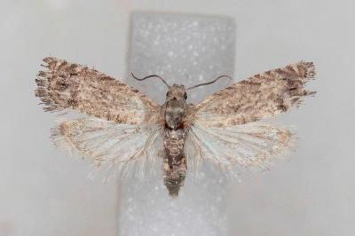 Selania resedana
