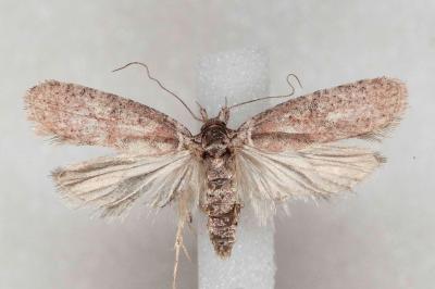 Agonopterix cnicella