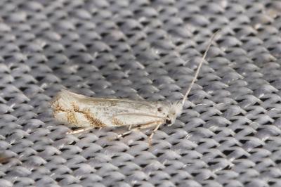 Bucculatrix albedinella