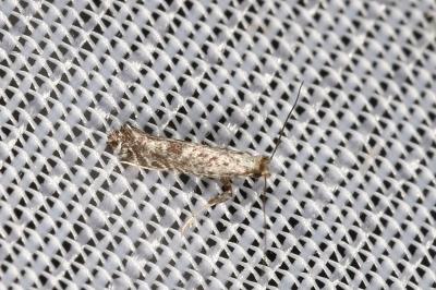 Parornix atripalpella