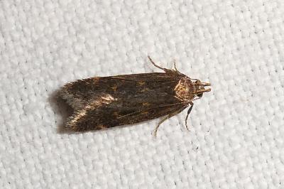 Mirificarma lentiginosella