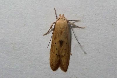 Blastobasis lacticolella